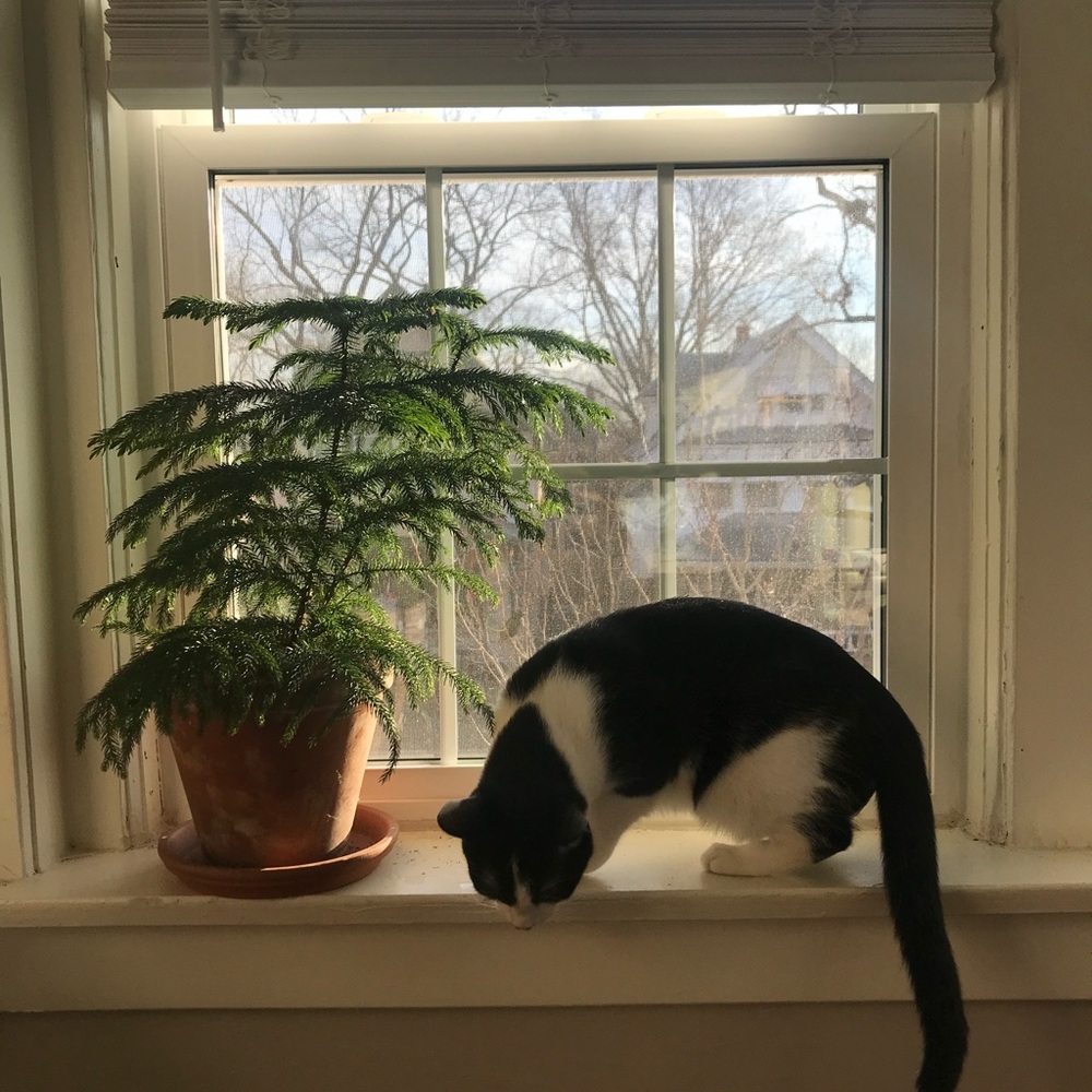 Meet your Posher, Iris